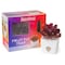 Zendozones JT Eaton ZendoZones Fruit Fly Trap 1 box, PK6 1818-MM - alternate 3